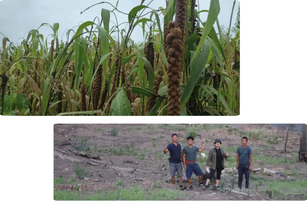 Traditional Grain Farming